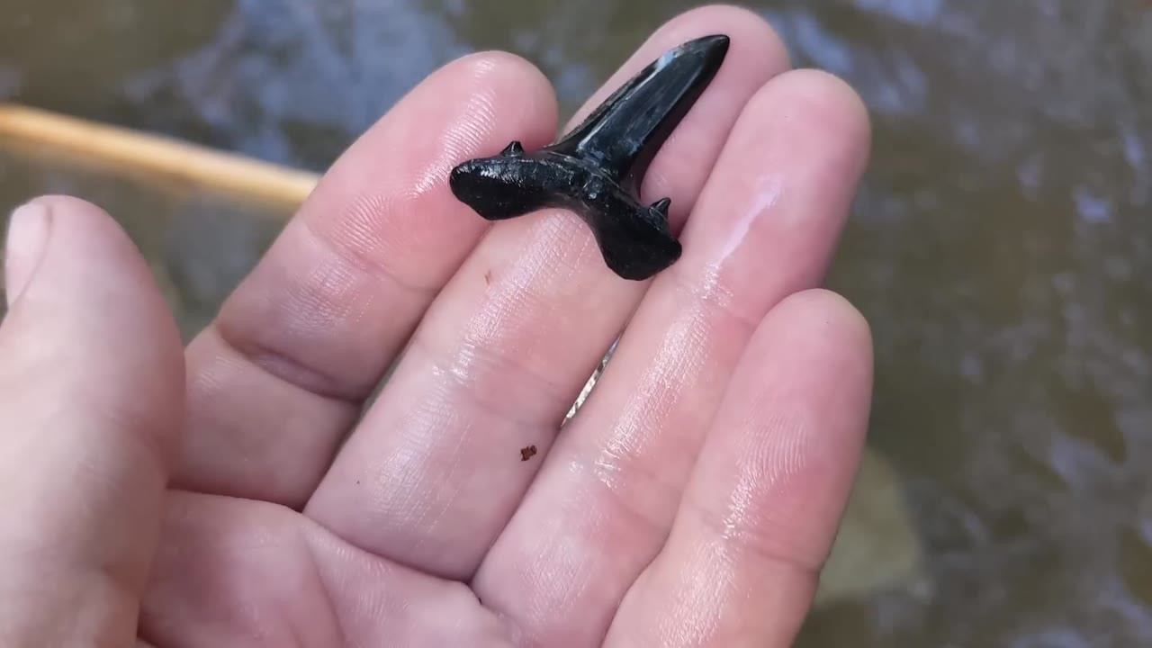 She pulled a giant shark tooth from an Alabama creek. It had been ...