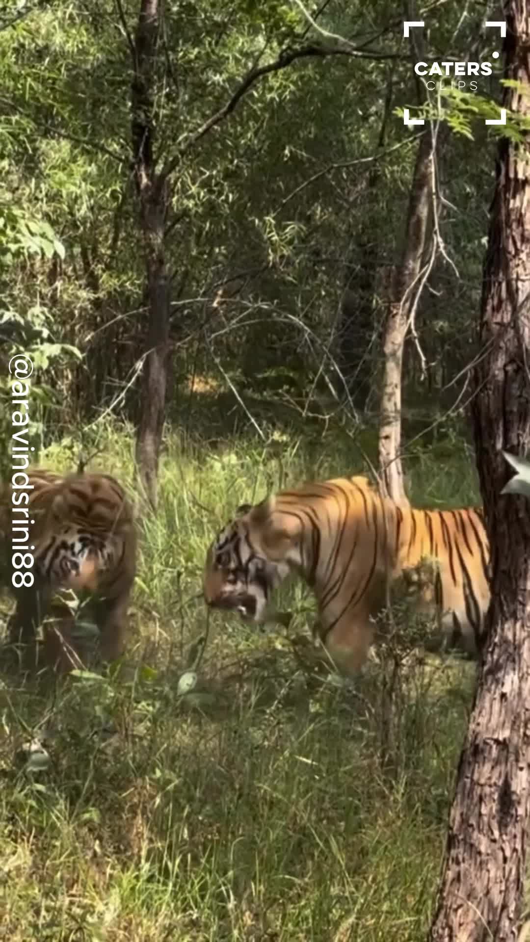 Two tigers face off before dramatic forest clash