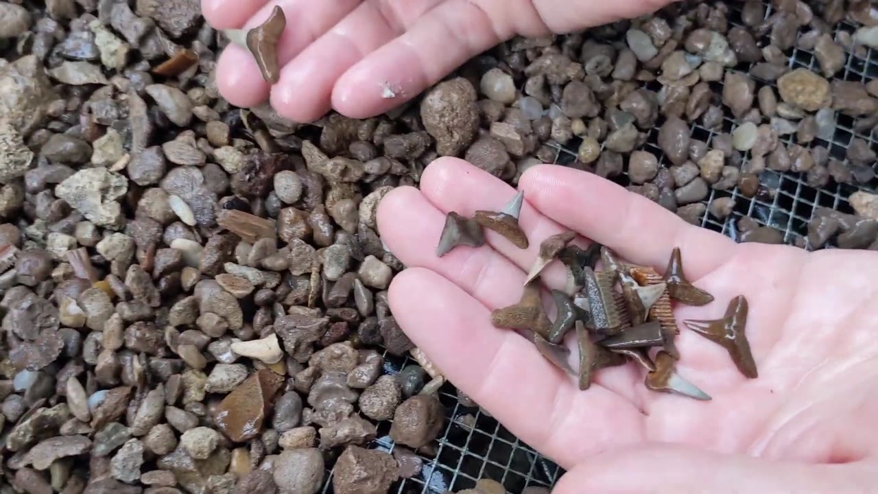 “I’ve never seen so many teeth in my life.” This Florida creek was ...