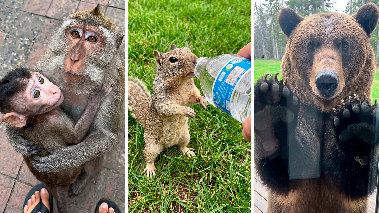 Animals who asked humans for help and received love in return