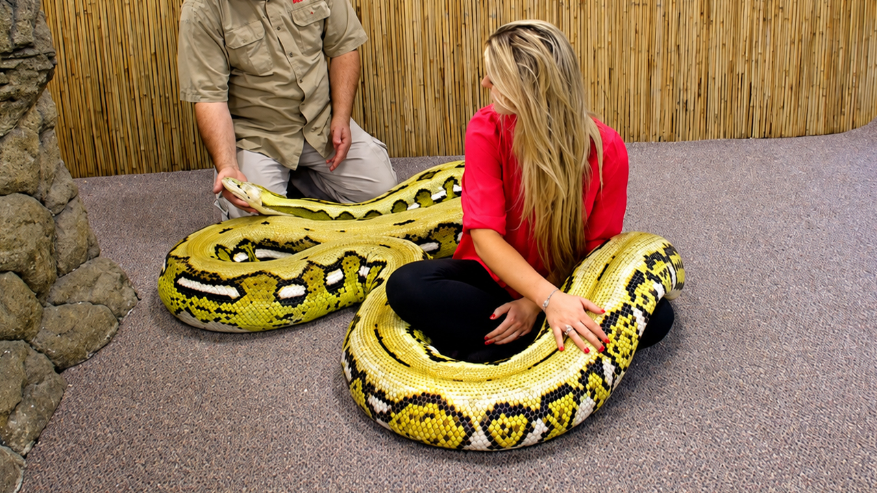 Zero fear: sitting cross-legged inside a 20-foot python