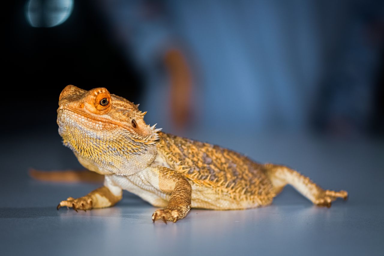 15 exotic pets that are legal to own in Canada and surprisingly easy to ...