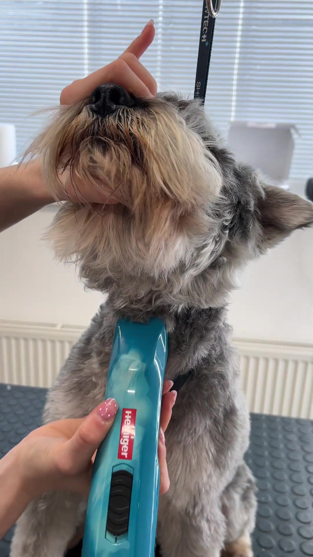Miniature schnauzer head grooming transformation: Step-by-step tutorial