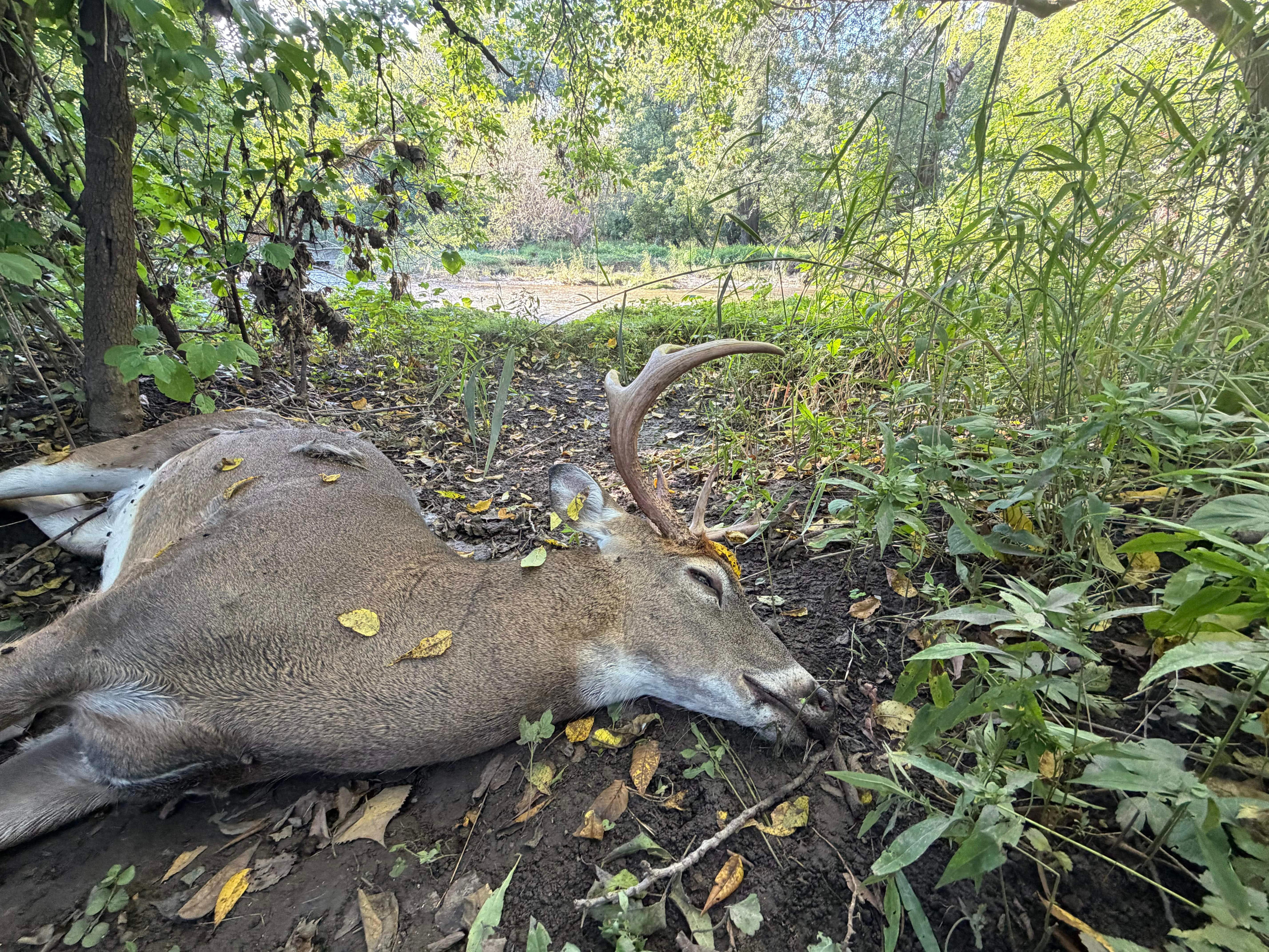 EHD outbreak in deer likely has expanded to six Wisconsin counties