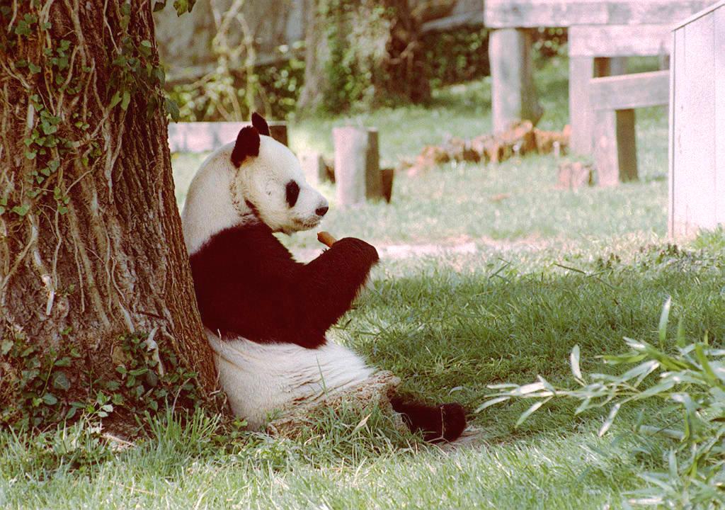 China's panda diplomacy is losing its clout with the US