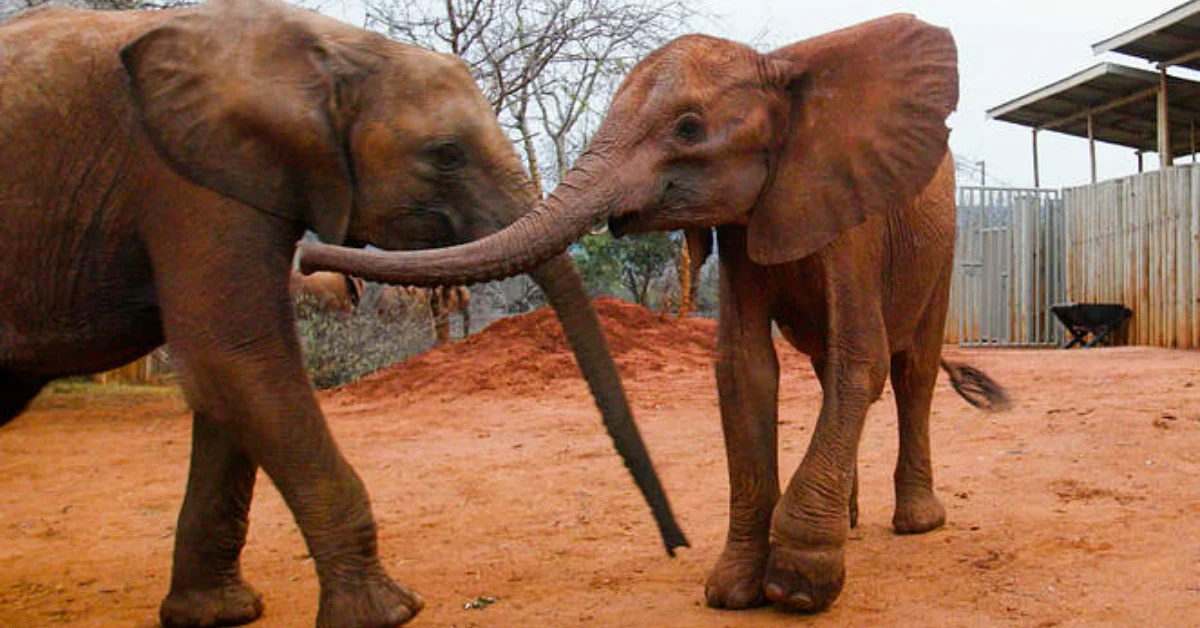 A poacher's snare nearly cost this baby elephant her life: 'One of the ...
