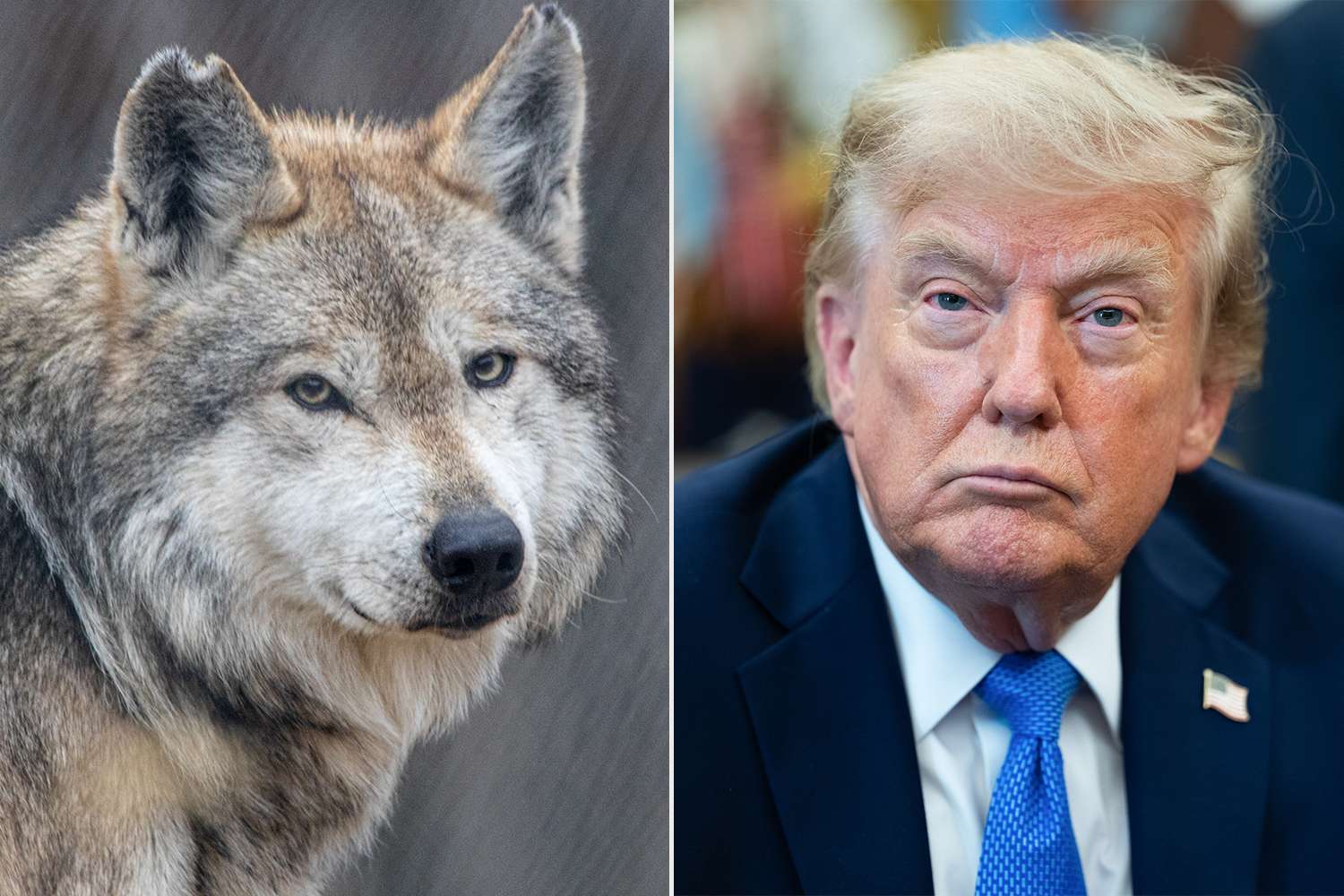 Trump administration makes it legal to accidentally kill 1,600 species ...