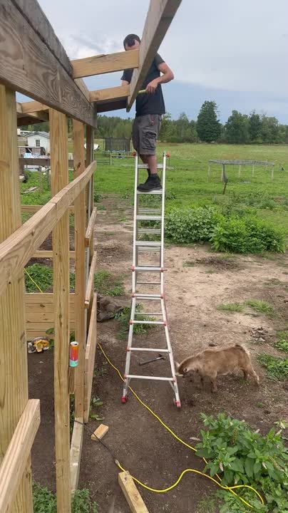 Goat shakes man's ladder during barn-building project
