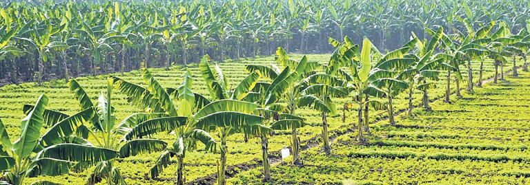 Kadapa eyes global horticulture hub tag with massive crop expansion