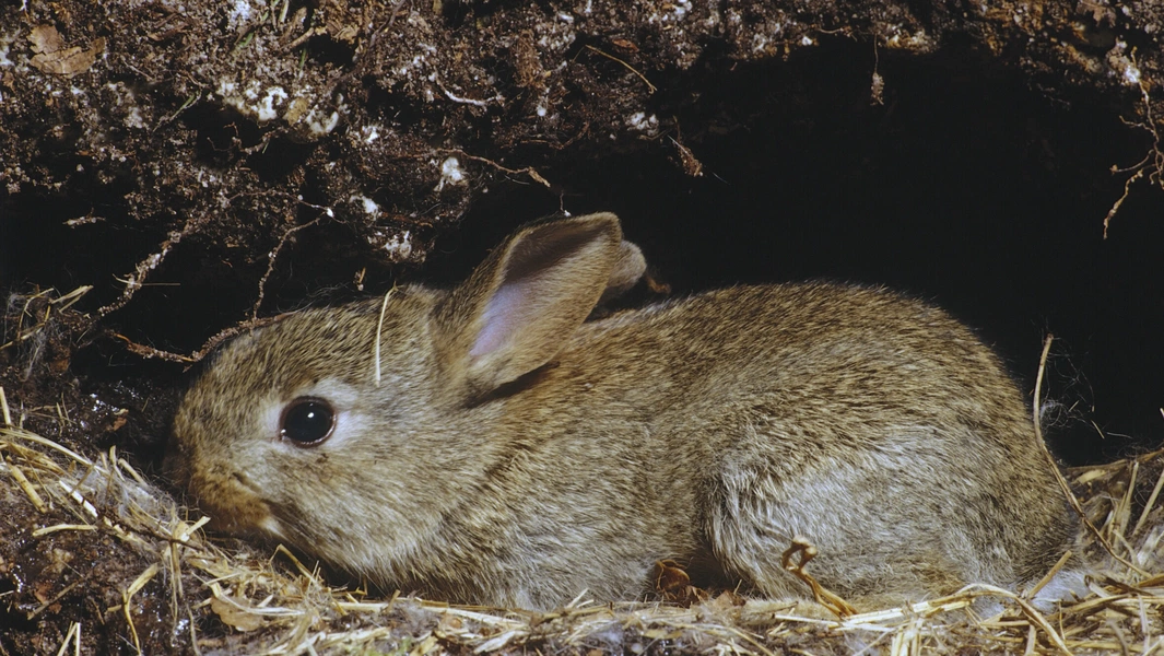 Understanding your rabbit’s hidden world and needs
