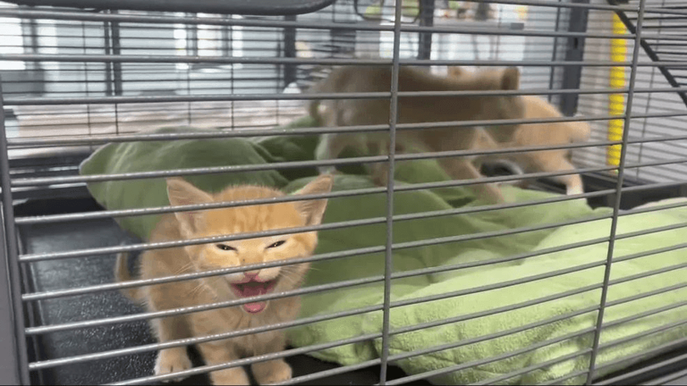 Craven-Pamlico Animal Services offers free dog, cat adoptions through ...