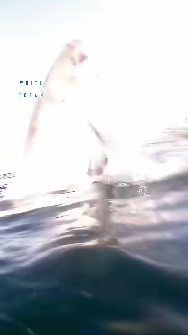 Great white shark jumping out of the water