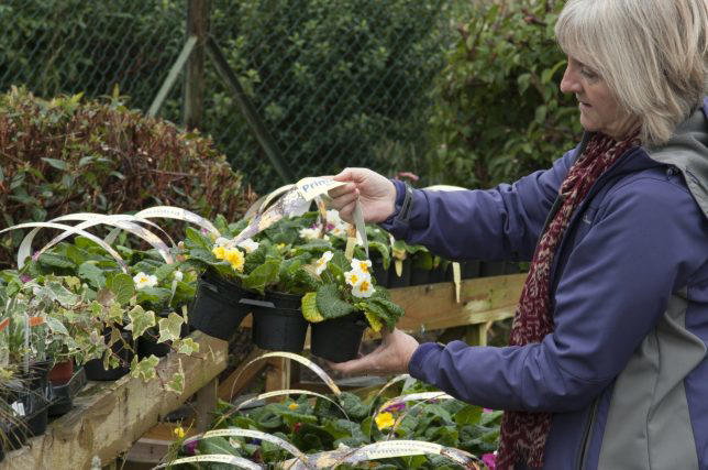 The winter-bedding plants to buy now before they sell out