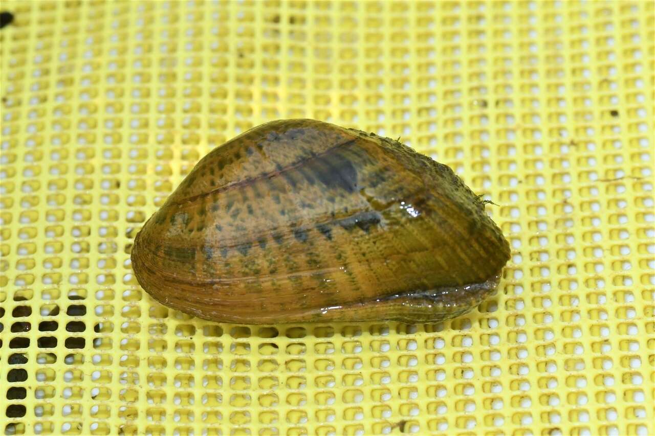 7,500 endangered snuffbox mussels stocked in three Michigan waterways