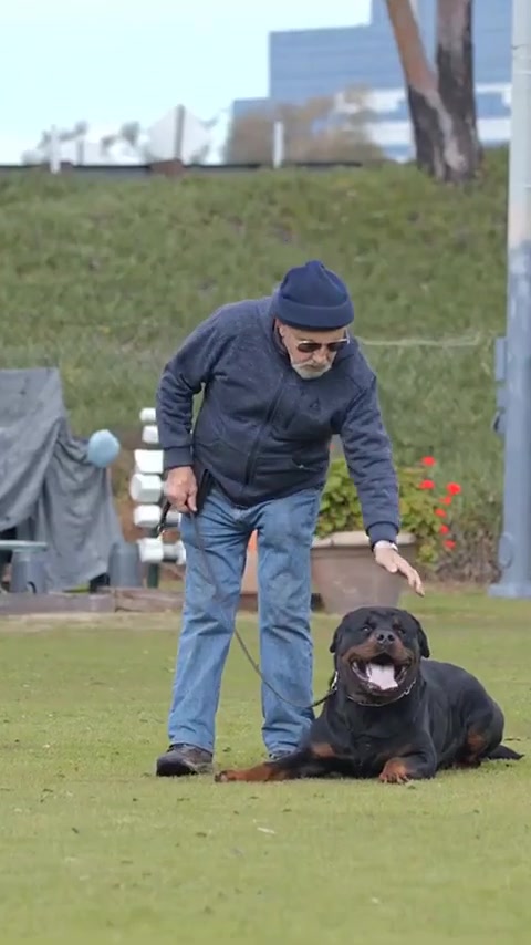 Rottweilers with kids will surprise you!
