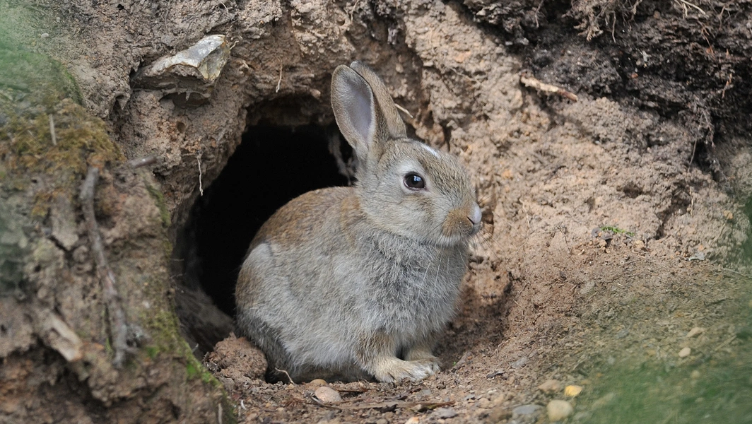 Understanding your rabbit’s hidden world and needs