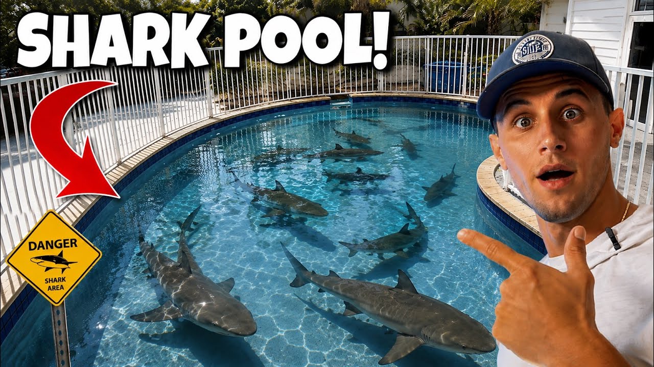There were sharks in this swimming pool!