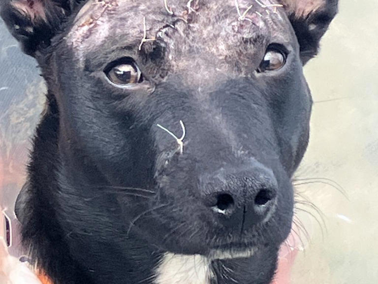 Innocent kelpie’s horrific hatchet attack