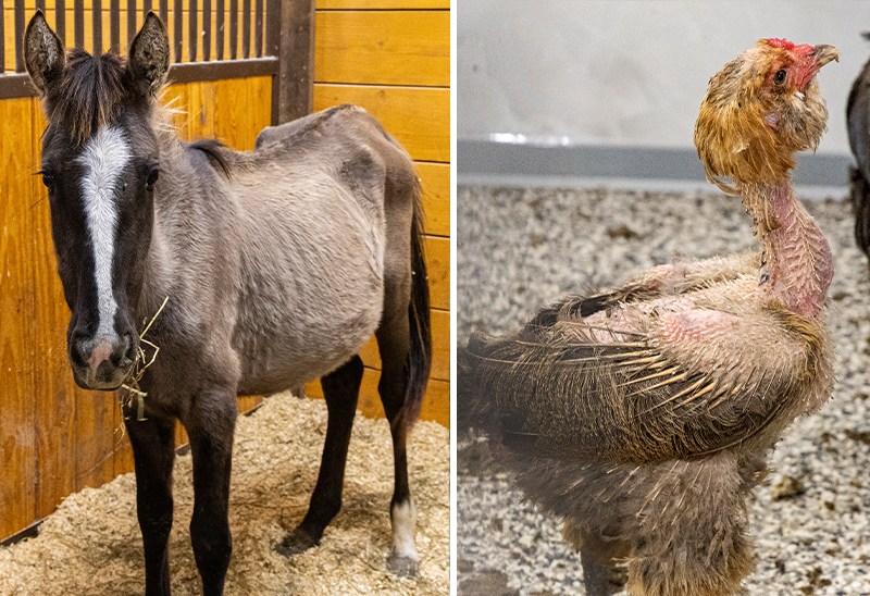 2 charged with livestock neglect in large animal rescue at Iowa farm