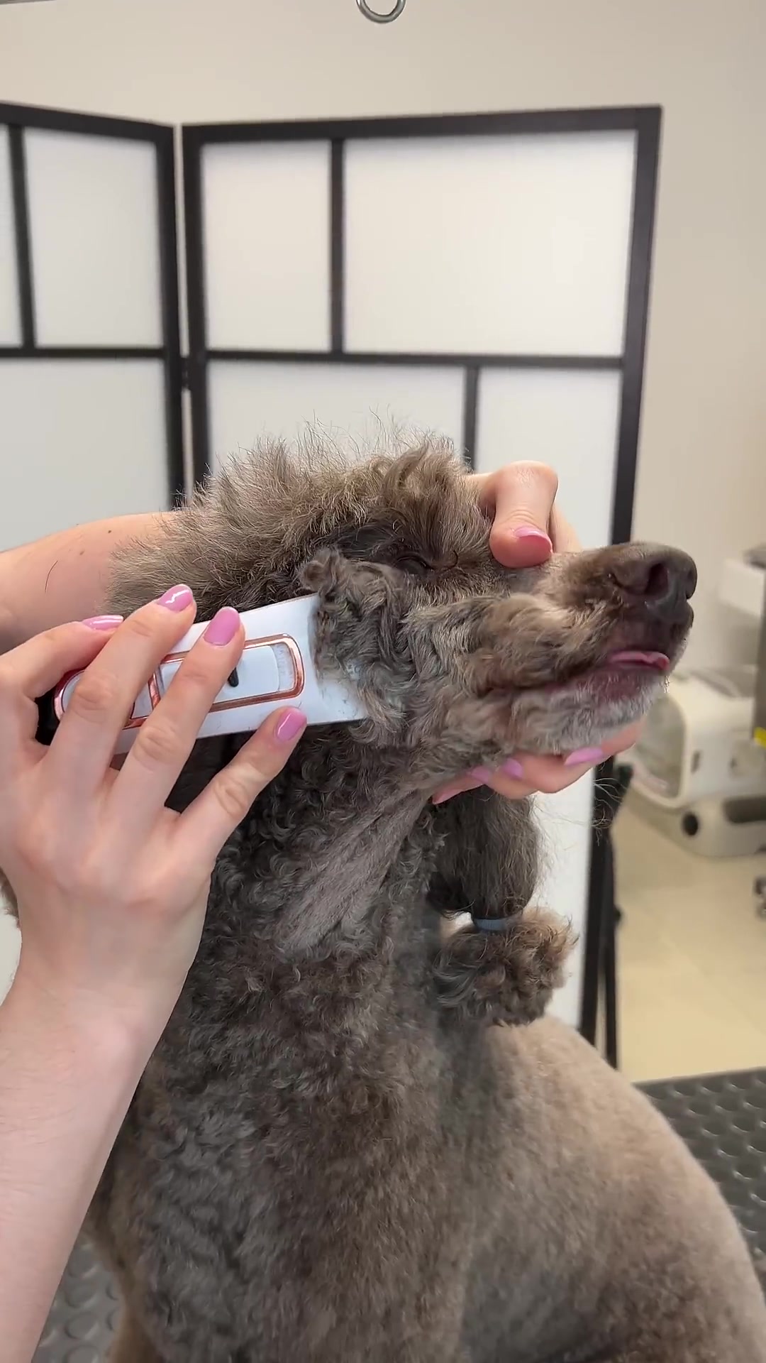 Transforming a brown poodle: Satisfying grooming session & fluffy makeover!