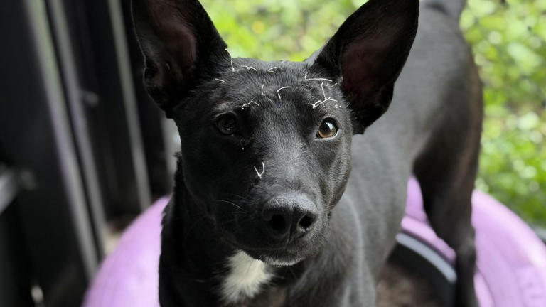 Innocent kelpie’s horrific hatchet attack