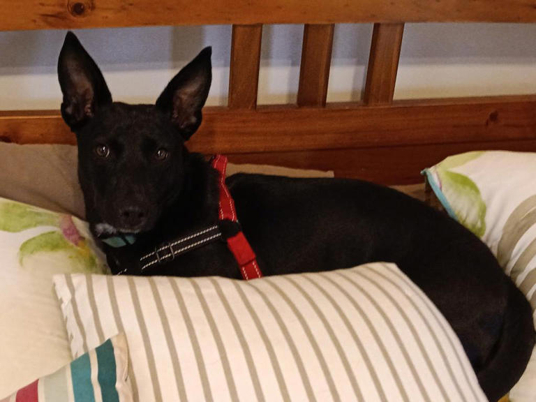 Innocent kelpie’s horrific hatchet attack