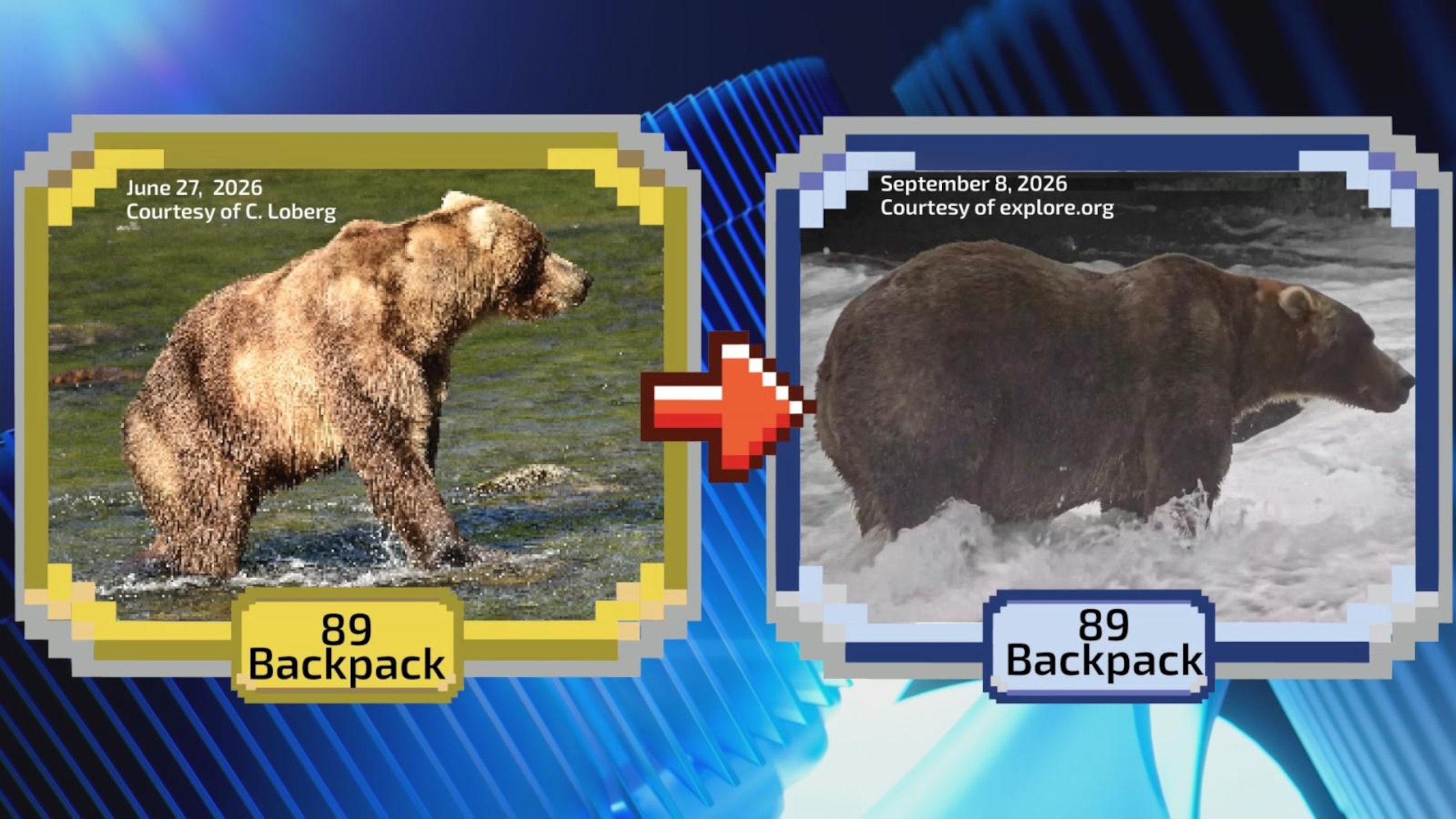The annual Fat Bear Week tournament is underway