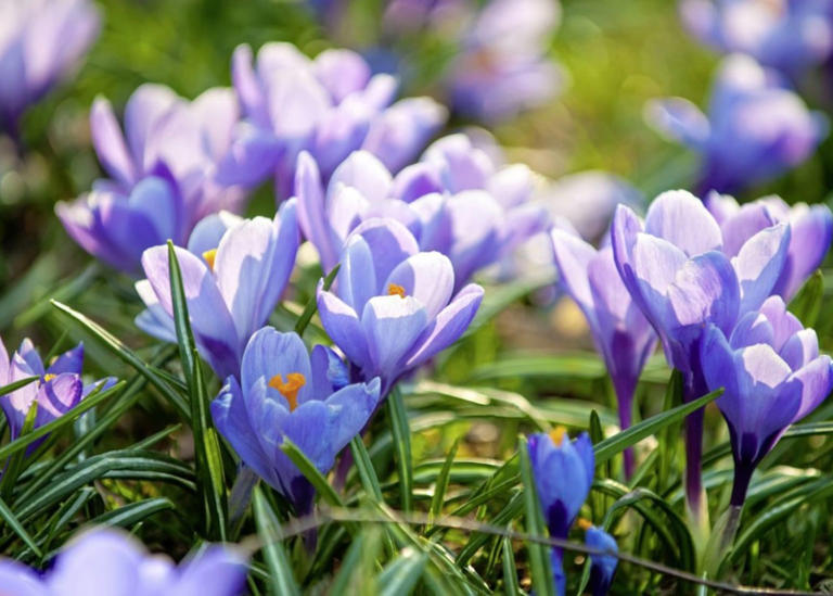 Casual gardener: In late September thoughts turn to next spring’s bulbs