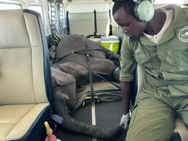 A poacher's snare nearly cost this baby elephant her life: 'One of the ...