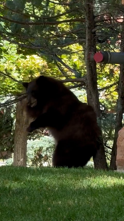 Bear finds the perfect spot to scratch an itch