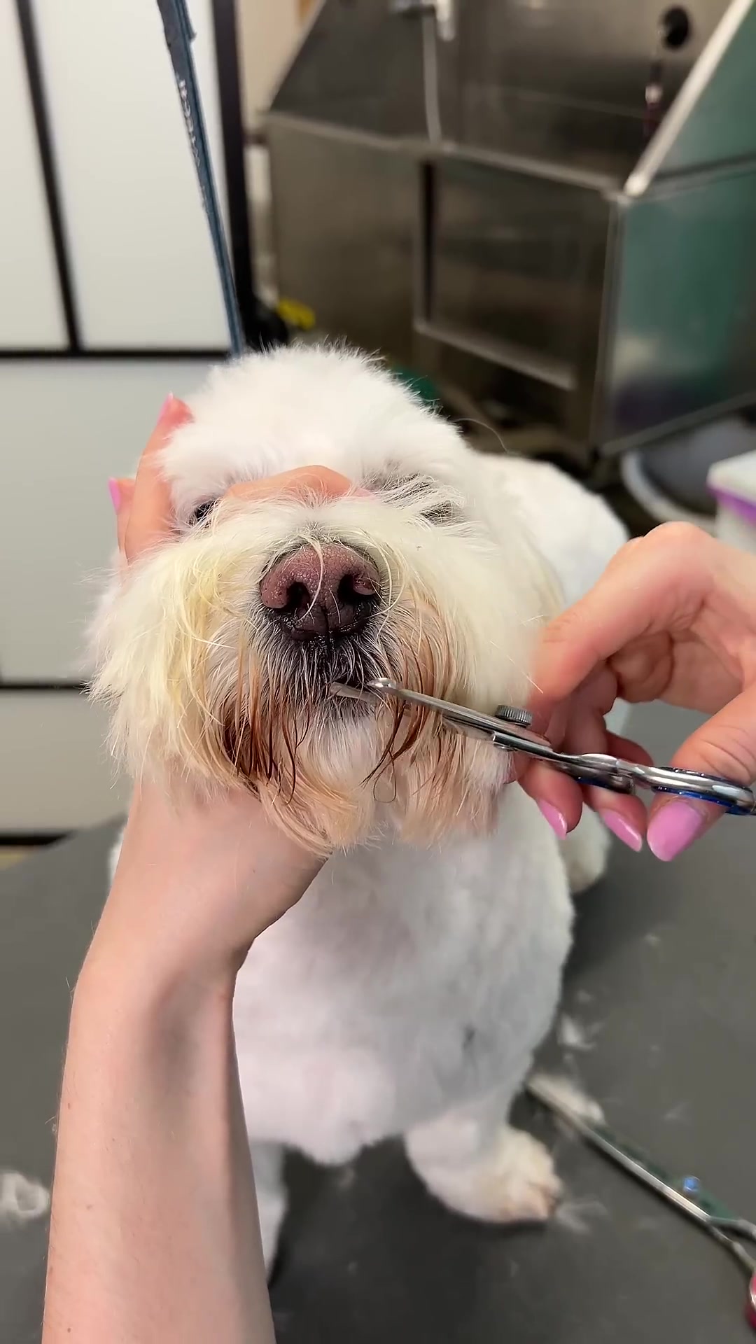 Fluffy dog face transformation: Step-by-step head grooming tutorial
