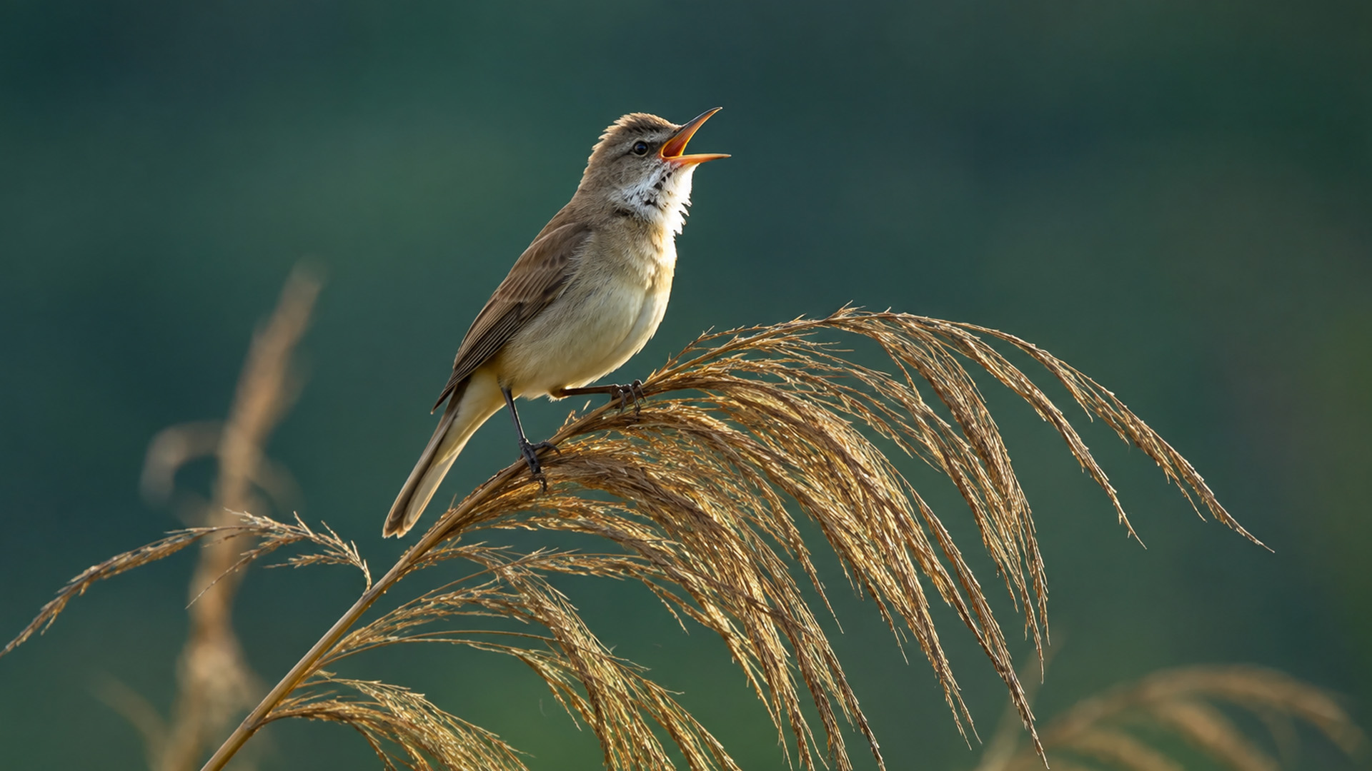 Petit Oiseau Chante Sur De Grands Roseaux Film En Cam ra Cach e