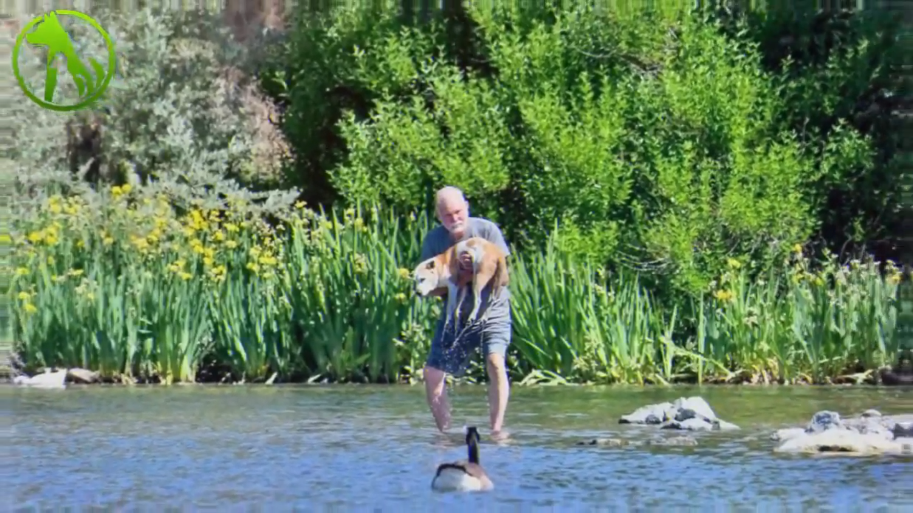 Photographer captures beautiful way this man helps his dog live life to ...