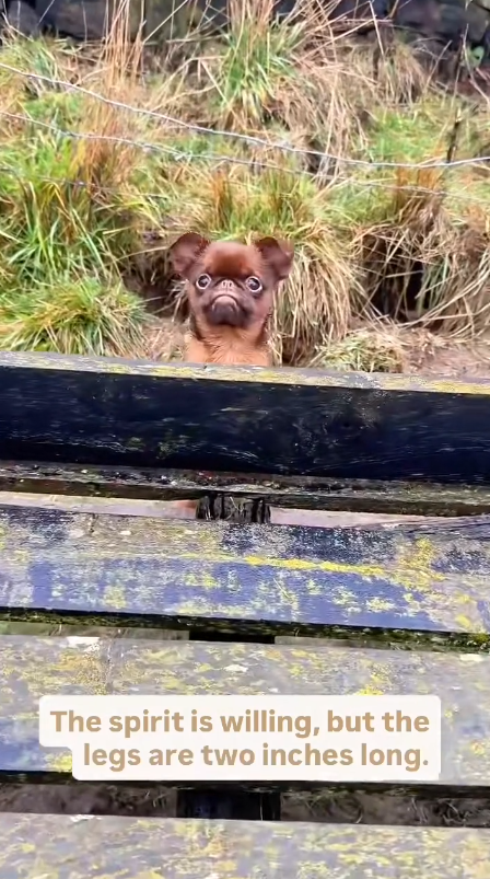Small dog, big goals and bigger personality
