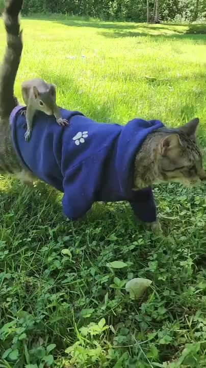 Squirrel rides on cat's back
