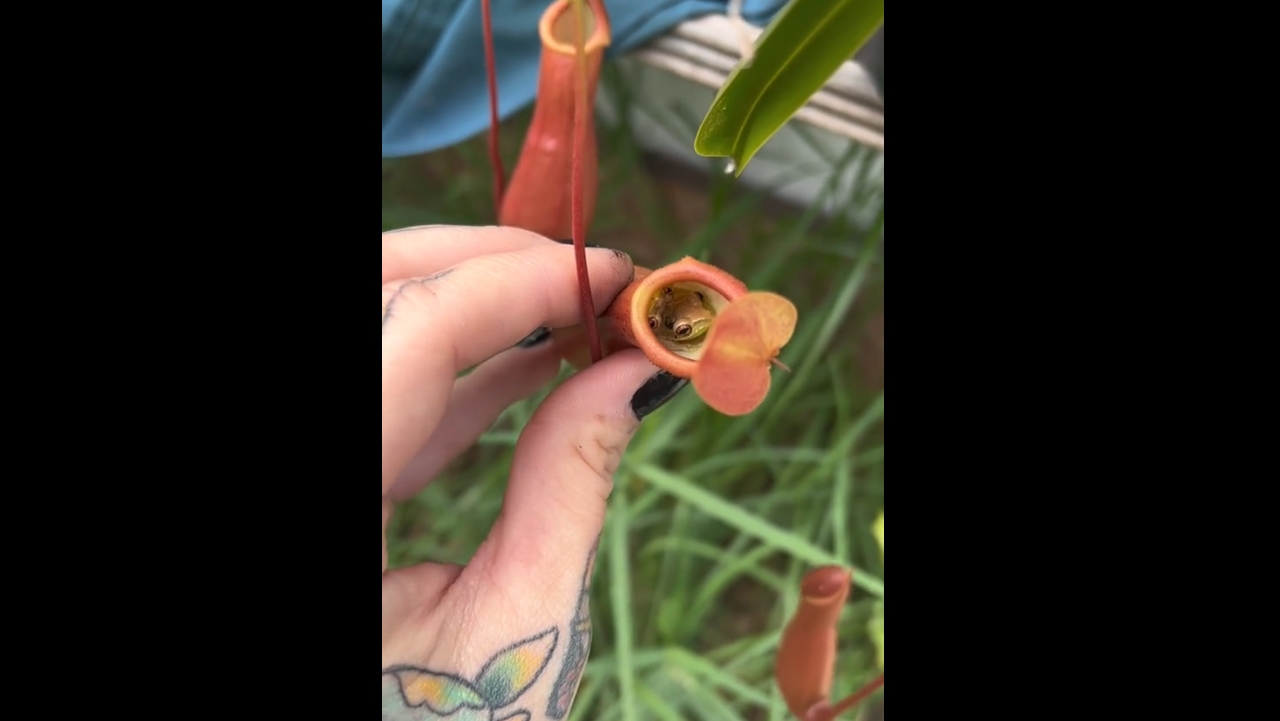 Tiny frogs make their home inside pitcher plants