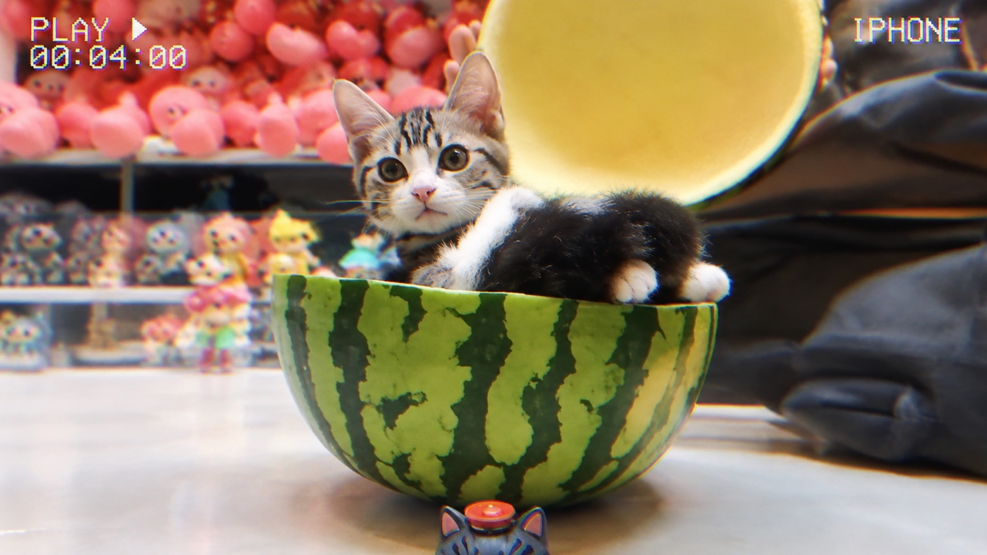 Tabby kitten relaxes inside watermelon bowl