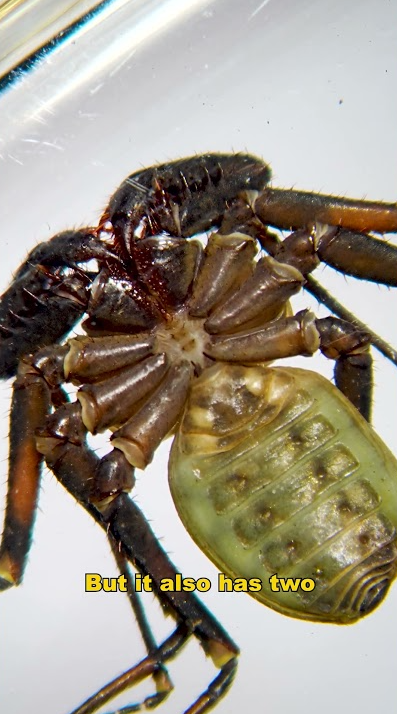 This creature looks like an alien monster