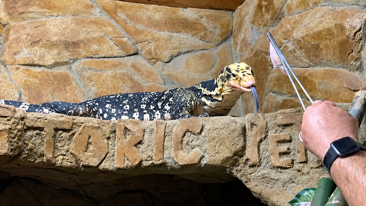 New reptiles emerge from the boxes before a lively feeding begins