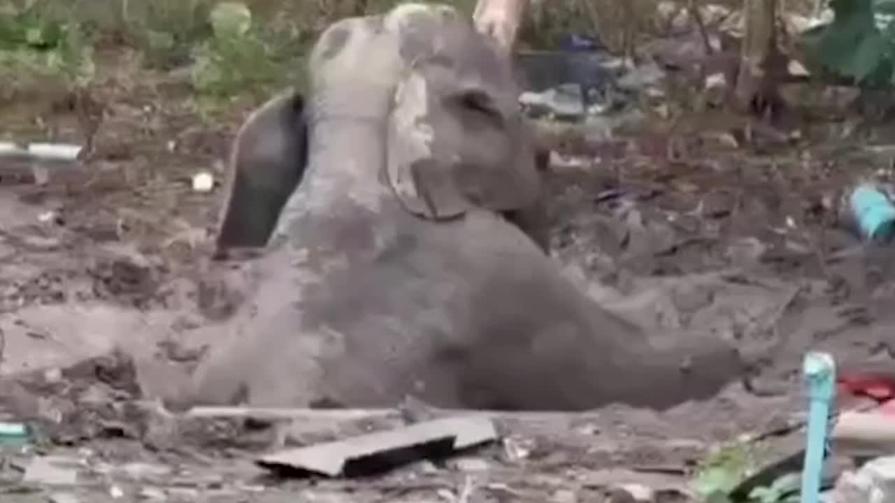 Wild elephant rescued from 10ft deep cesspit in Thailand