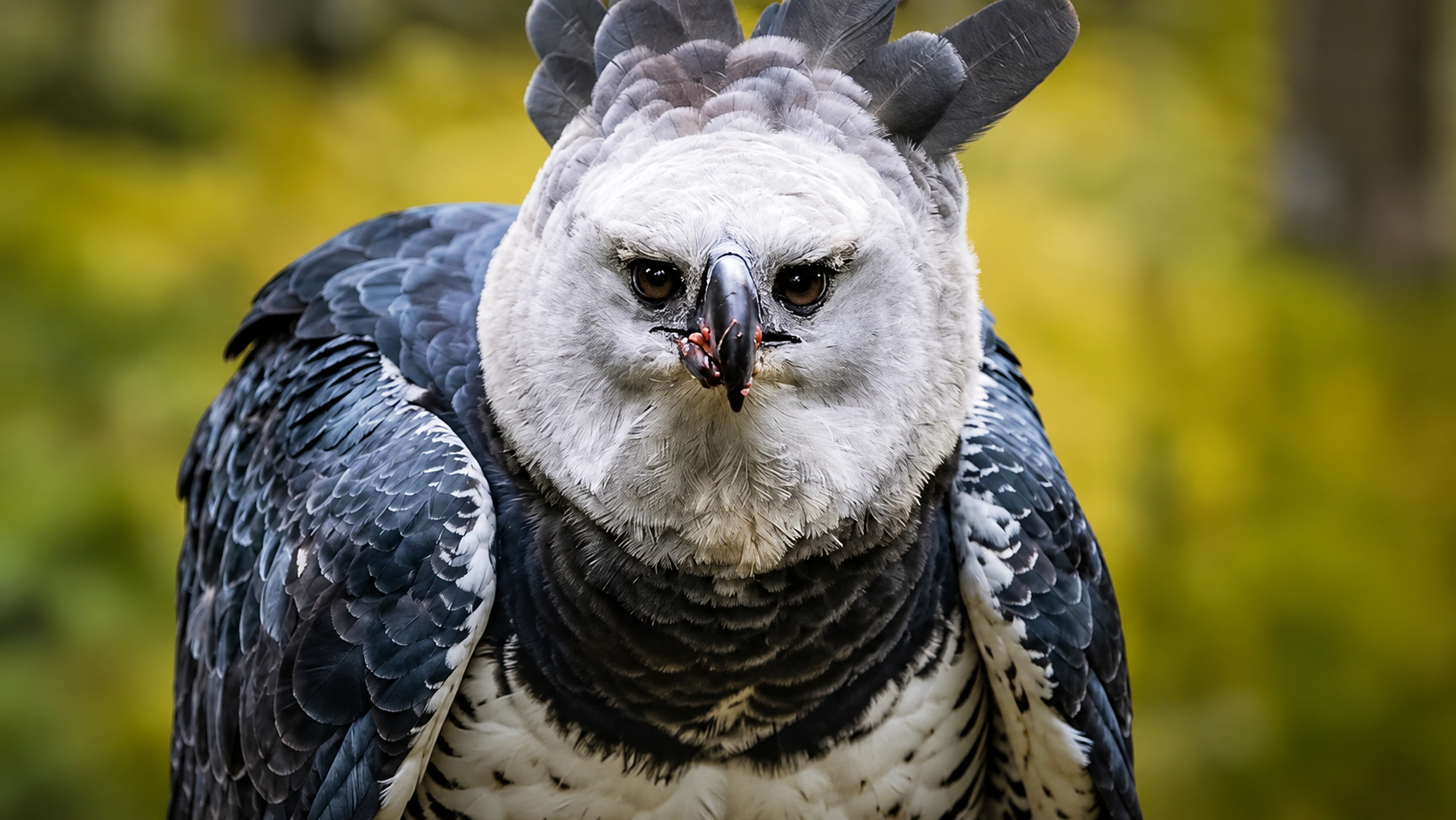 How owls, eagles, and falcons rule the air