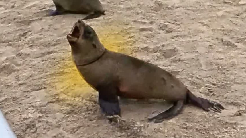 A helpless seal was trapped in abandoned rope then rescuers revealed ...