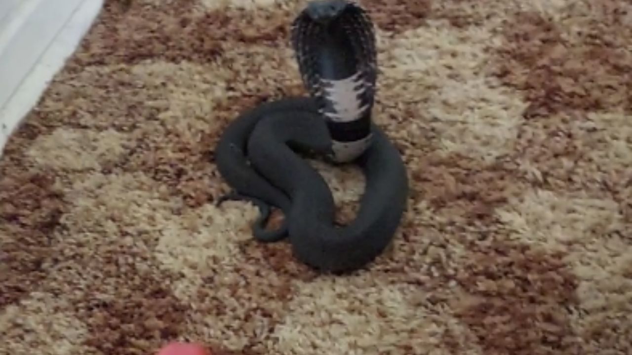 Shocking encounter with a venomous snake in living room