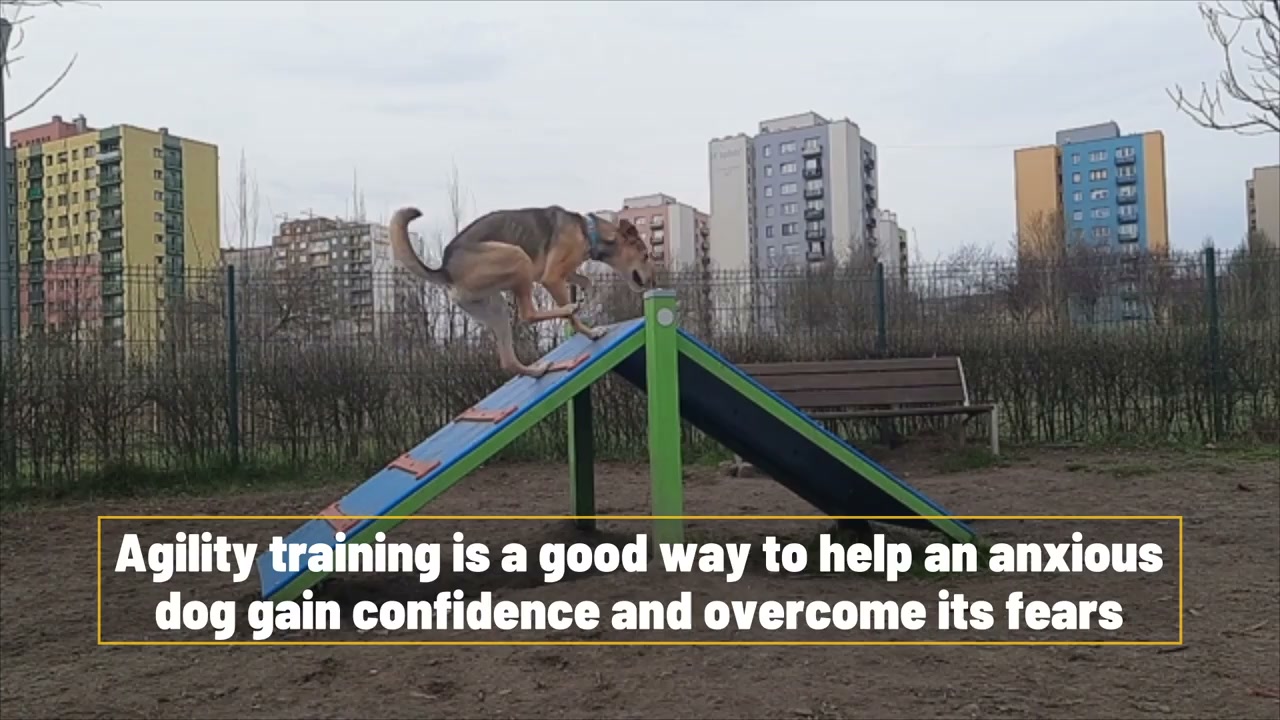 Agility training is great for anxious dogs