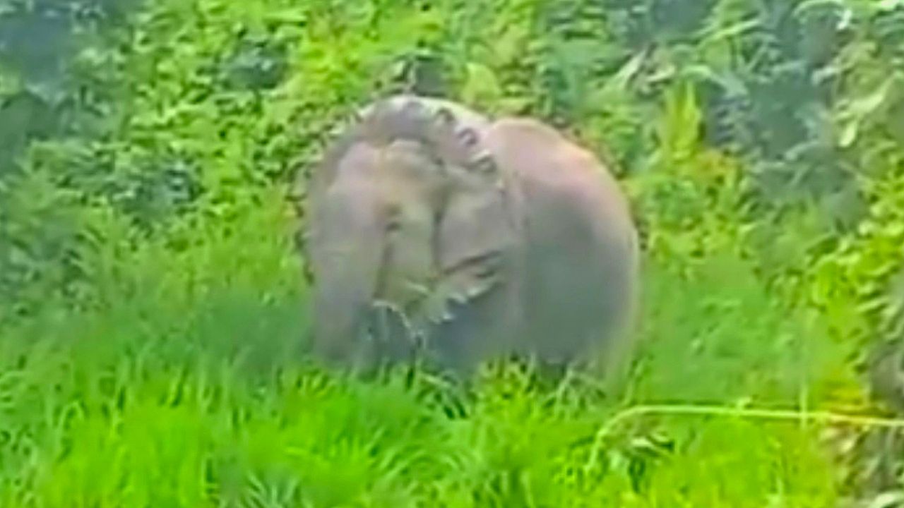 Indian forest rangers free an elephant with a tire stuck around its neck