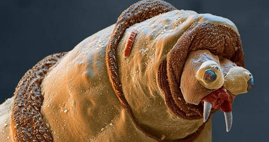 44 mind-blowing pictures of ordinary creatures under an electron microscope