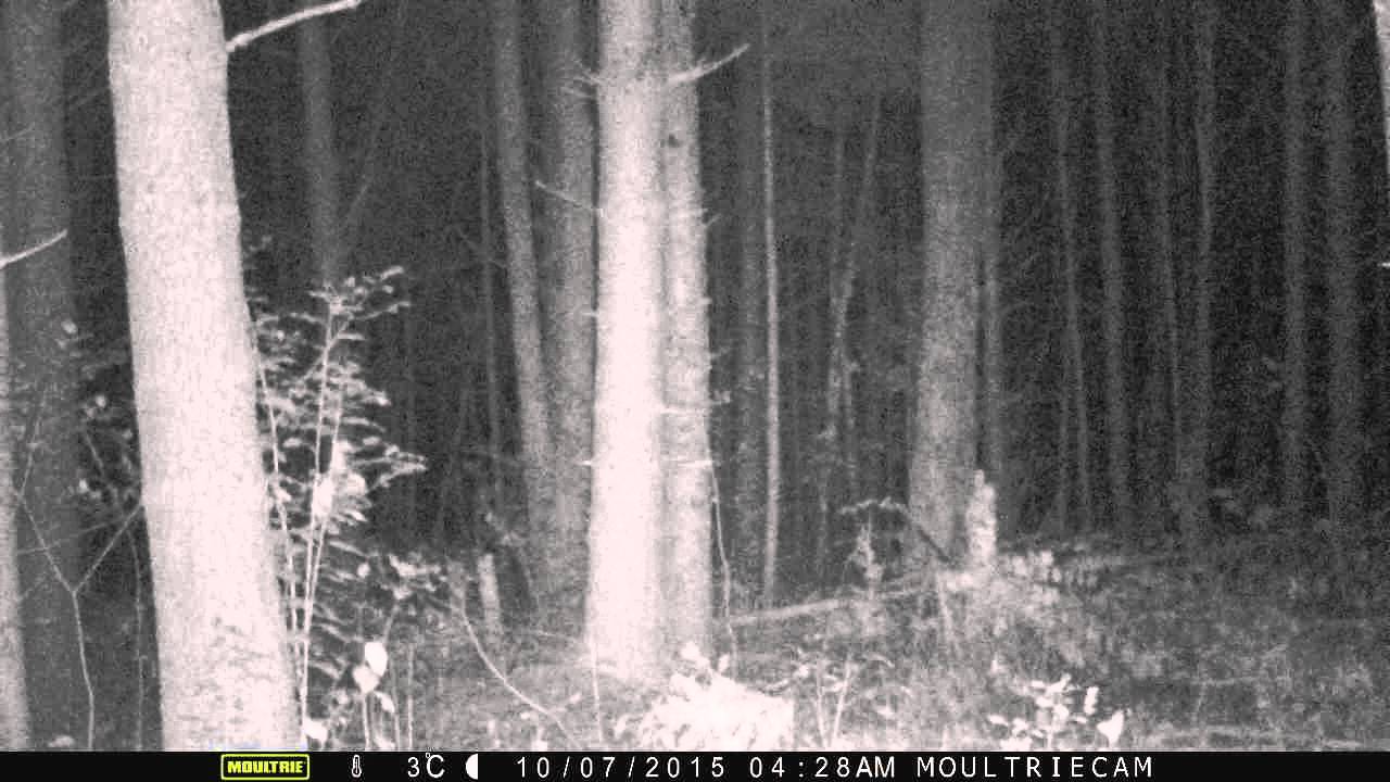 Screaming banshee on trail camera