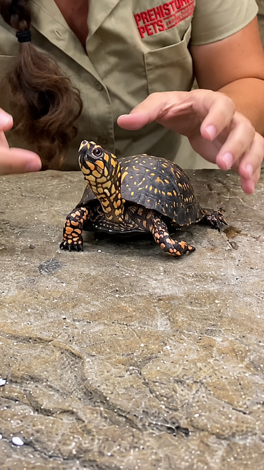 Cute eastern box turtle has its incredible shell defense
