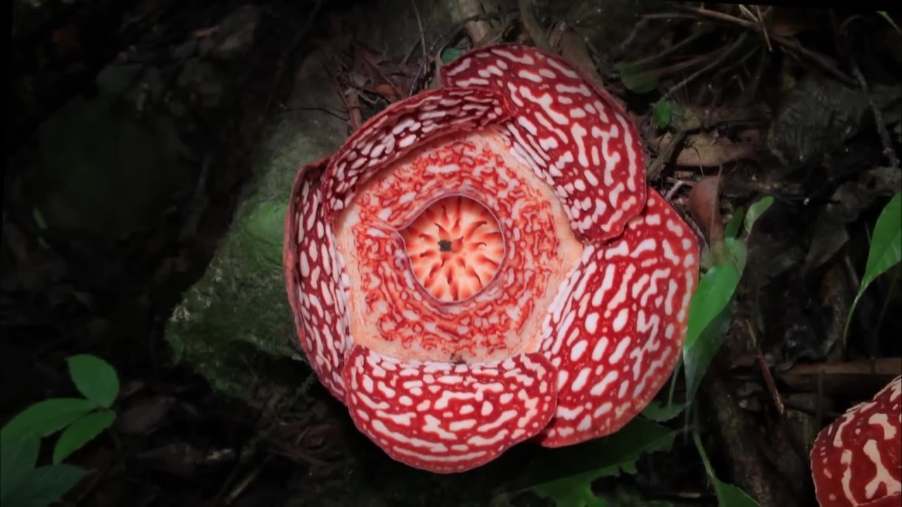 This giant flower looks like flesh and smells like death