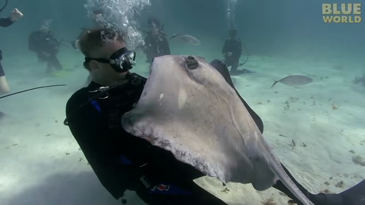 From stonefish venom to stingray spines, the ocean is filled with ...